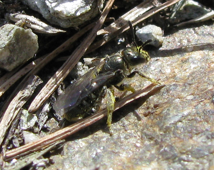 Da identificare: probabile Apidae Halictinae